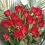 ciflorica