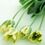 mirela_cop