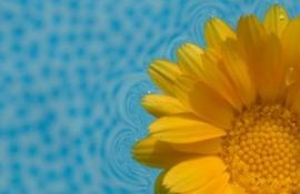 Florile Pastelui Sau Despre Puritate Si Renastere