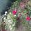 Mihaela_MR