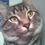 acami