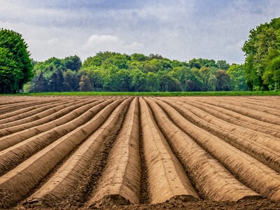 Idei De Afaceri InvestiÈ›ii In Ferme Agricole Exemple De Proiecte Pentru Care Fermierii Vor Putea Cere Ajutor Nerambursabil